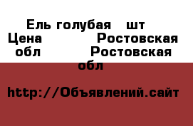 Ель голубая 3 шт. › Цена ­ 3 000 - Ростовская обл.  »    . Ростовская обл.